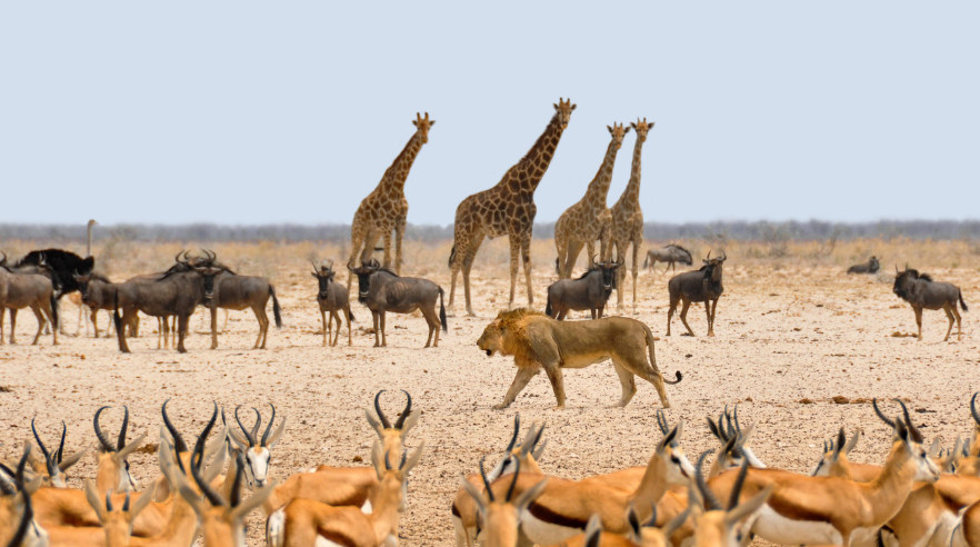 A wide-angle view of diverse African wildlife, including giraffes and zebras, gathered on the open savanna during a safari.