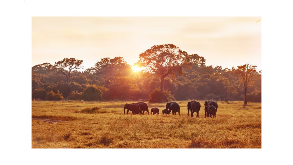 The silhouette of a lone acacia tree against a vibrant orange and purple sunset on the African horizon during a Botswana safari.
