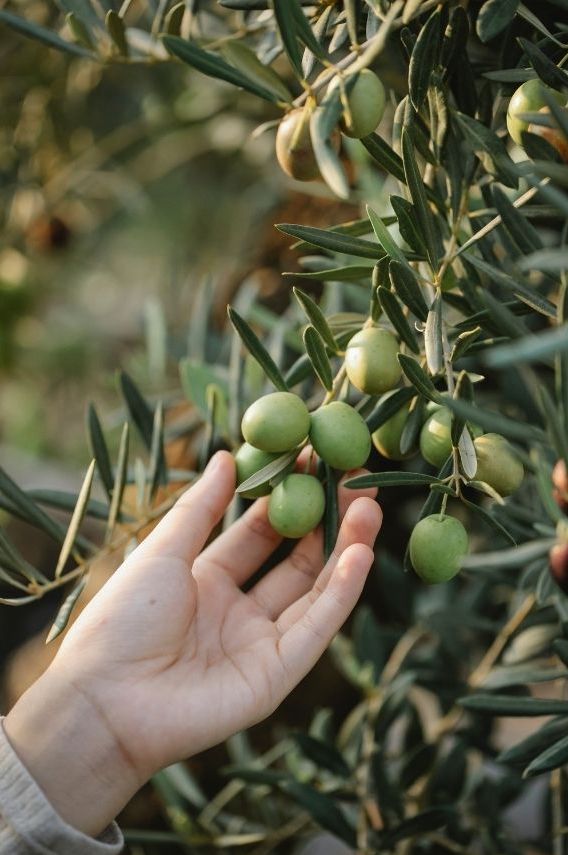 A chef’s hand gently reaches toward a cluster of green olives growing on a tree, surrounded by slender olive leaves—a moment cherished by any culinary enthusiast.