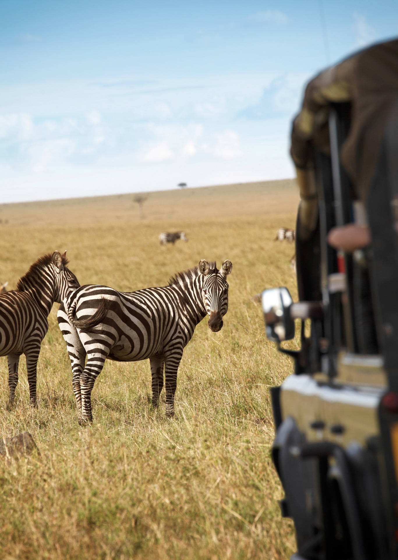 Luxury family safari with wildlife viewing in Africa